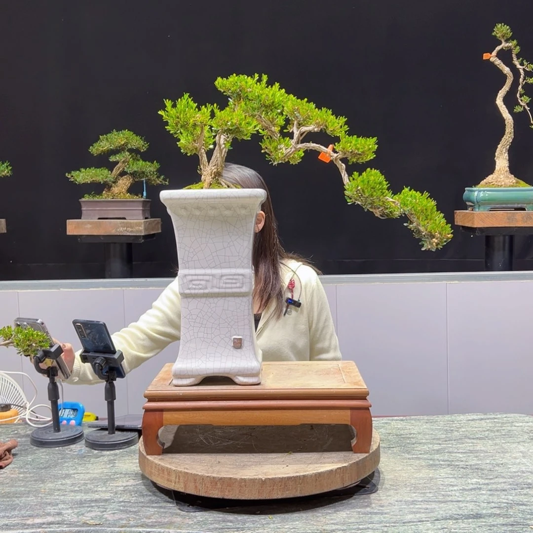 绿植黄杨盆景盆景