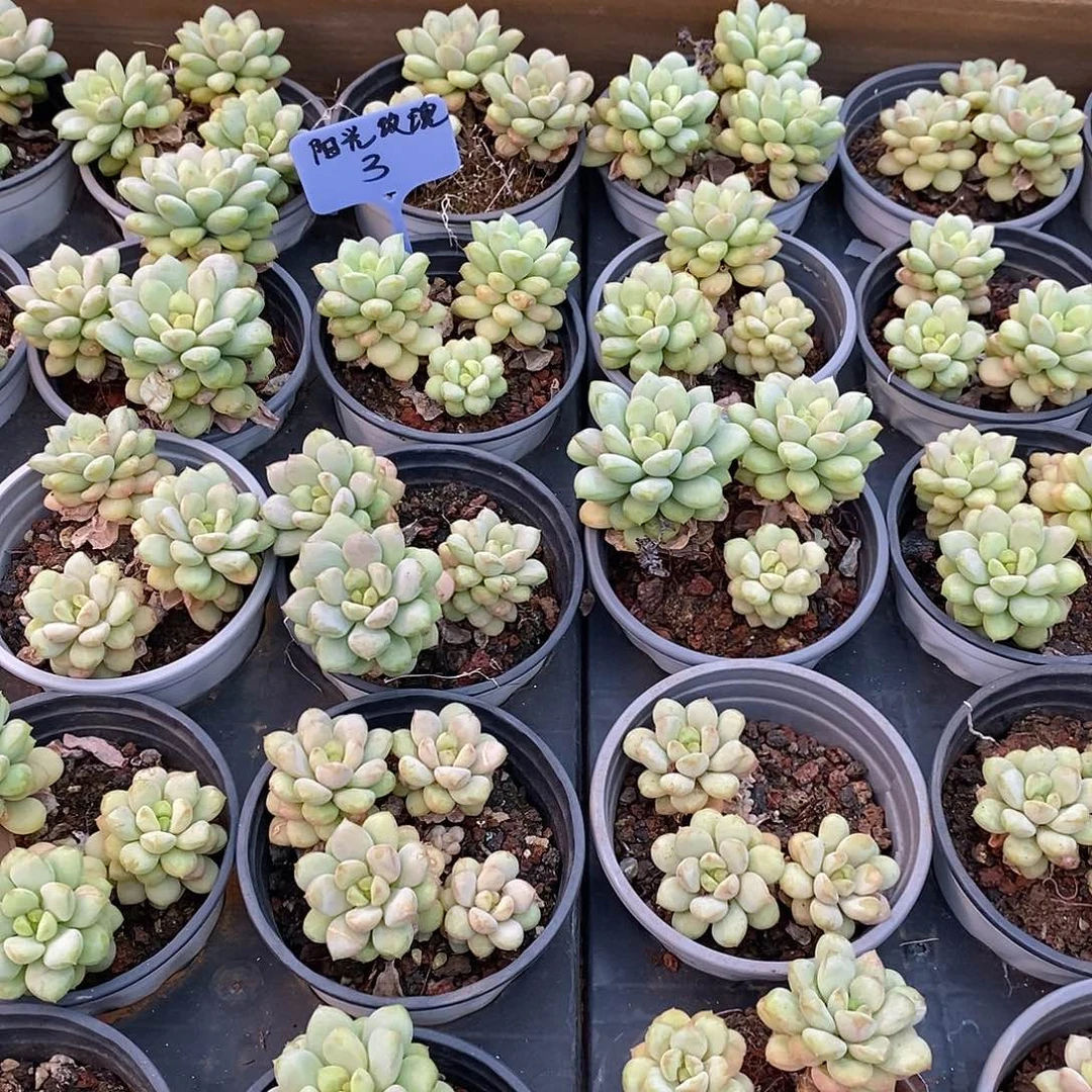 阳光玫瑰，福利多多