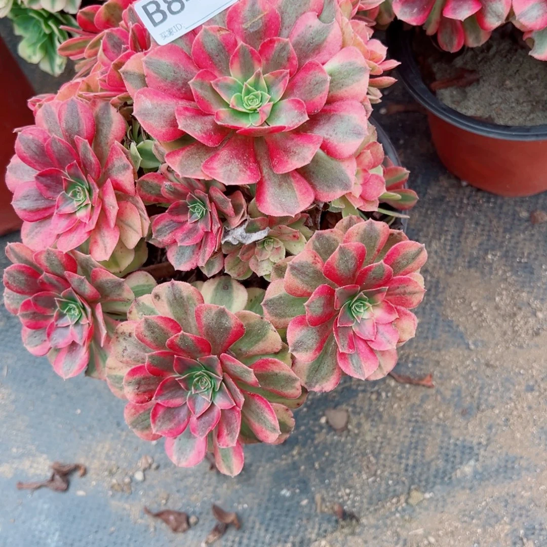 843雨荷多肉植物法师多肉