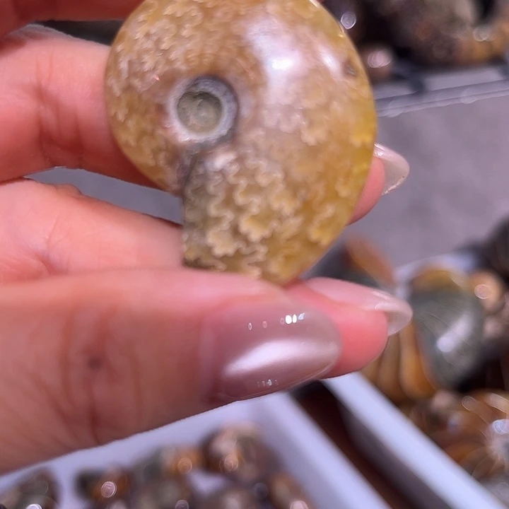 石材曹*建天然古生物螺化石