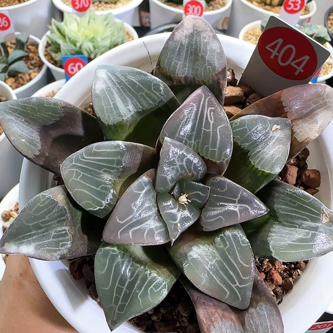 404号实生克一物一拍带盆土