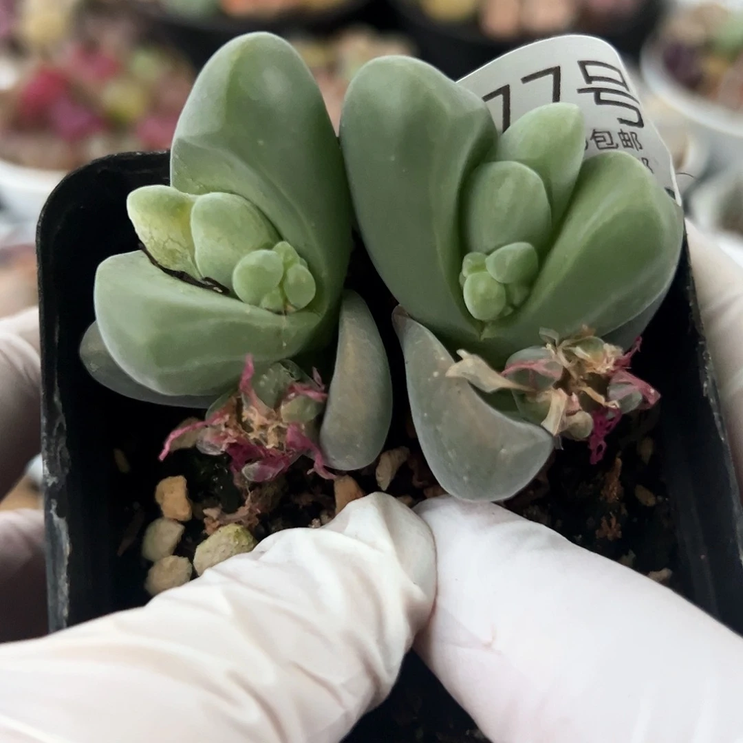 好养易活生石花大母本0277