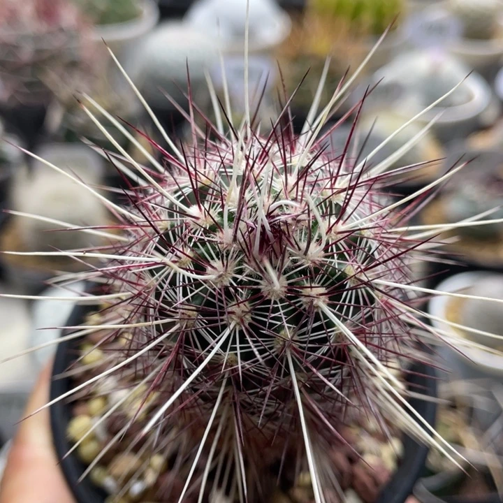 金栗虾        实生根