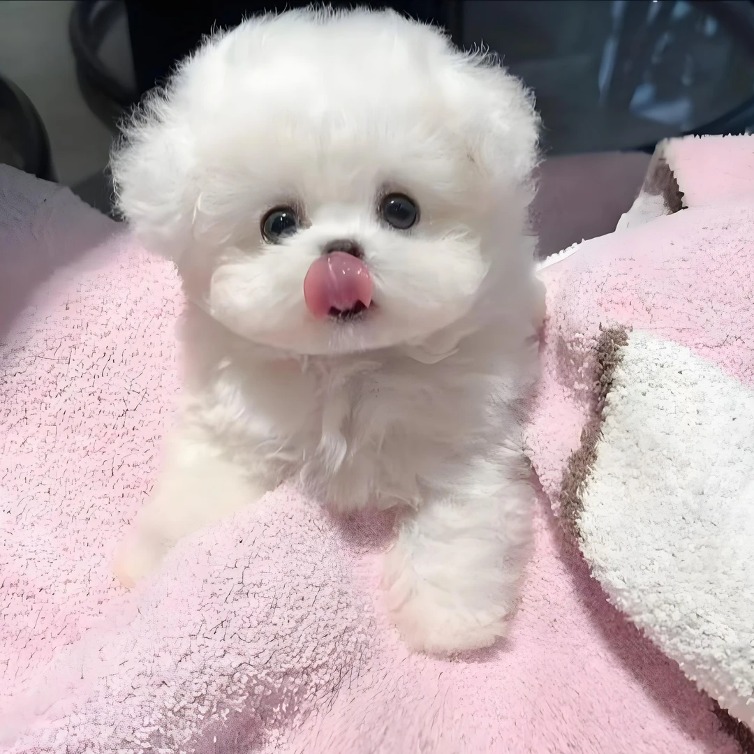 【哲玥宠物甄选阁】比熊泰迪活体链接