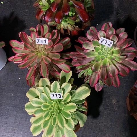 天河712花那714迈巴赫713白月光711脱土发货