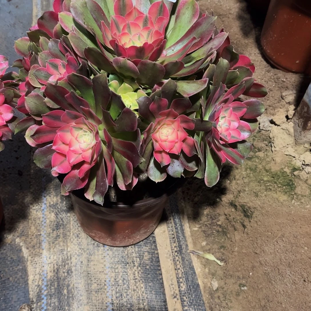 姐****完全开放多肉植物085香妃法师