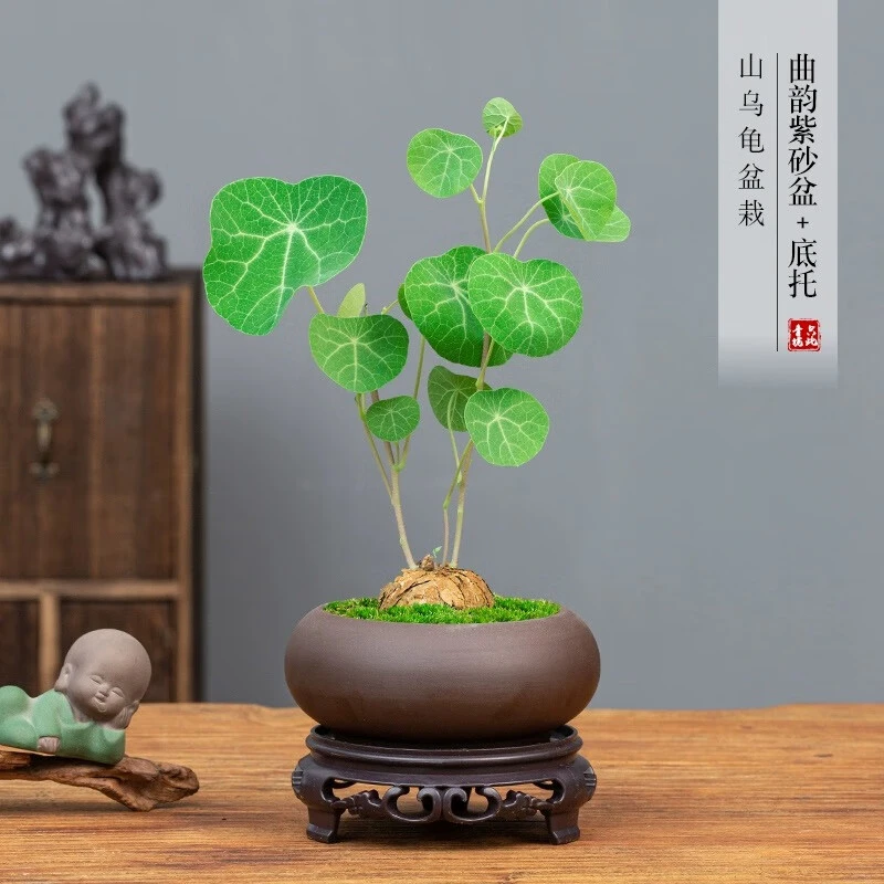 山乌龟植物金不换盆栽红藤圆叶懒人绿植爬藤观叶地不容金线吊乌龟