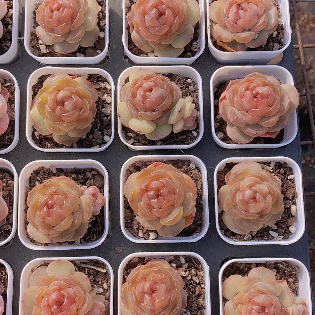 0127-红色恋人单头一颗 量拍