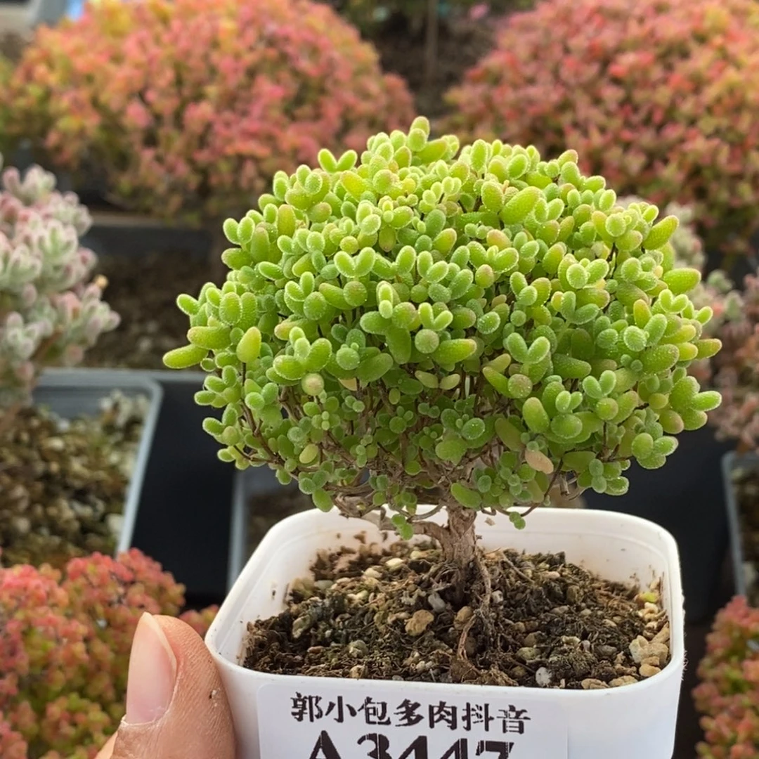 蜜橘糖球3447枝干番杏