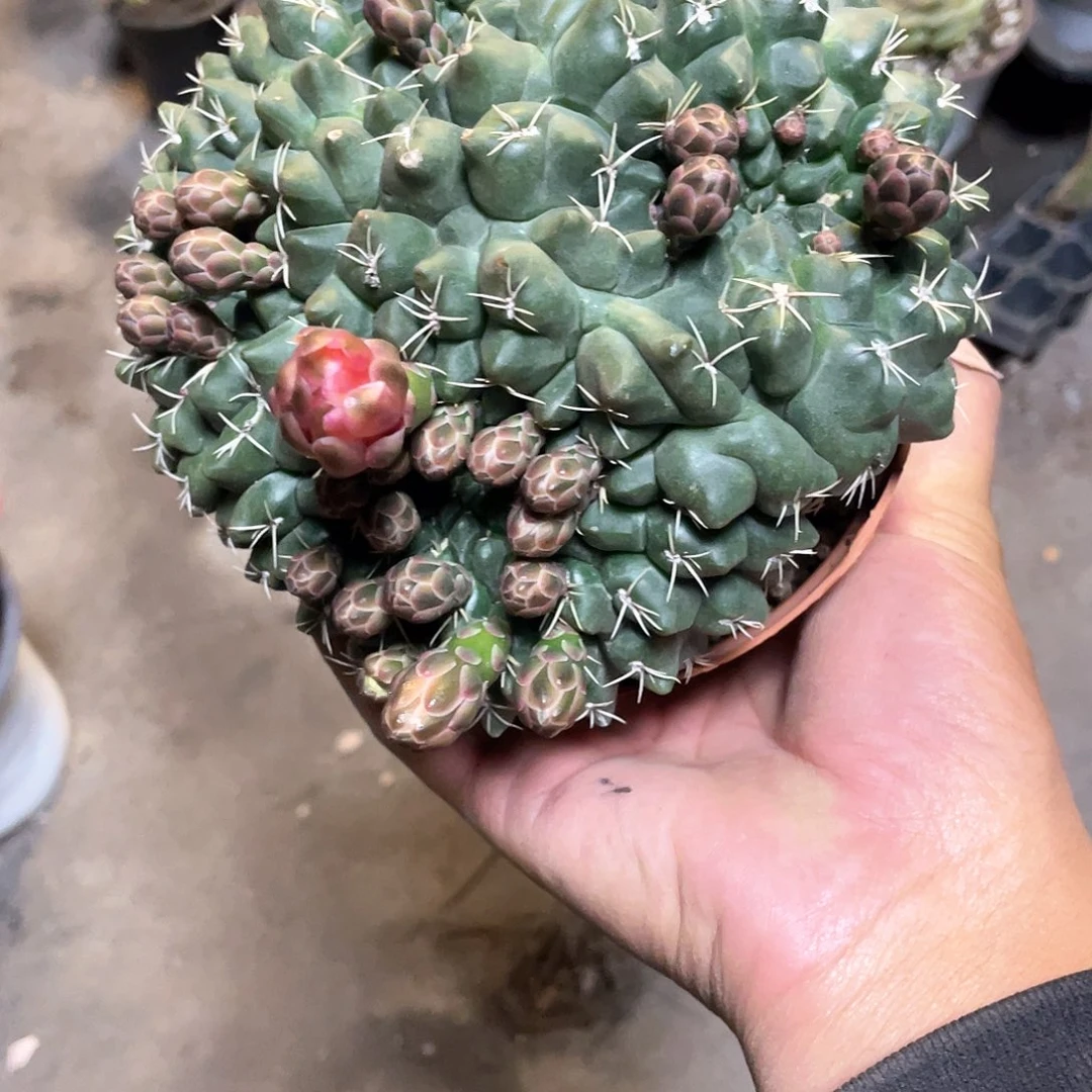 瞌**虫绯花玉缀化带盆发货