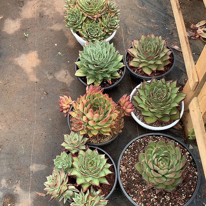 用***2美肉特价活动开始啦