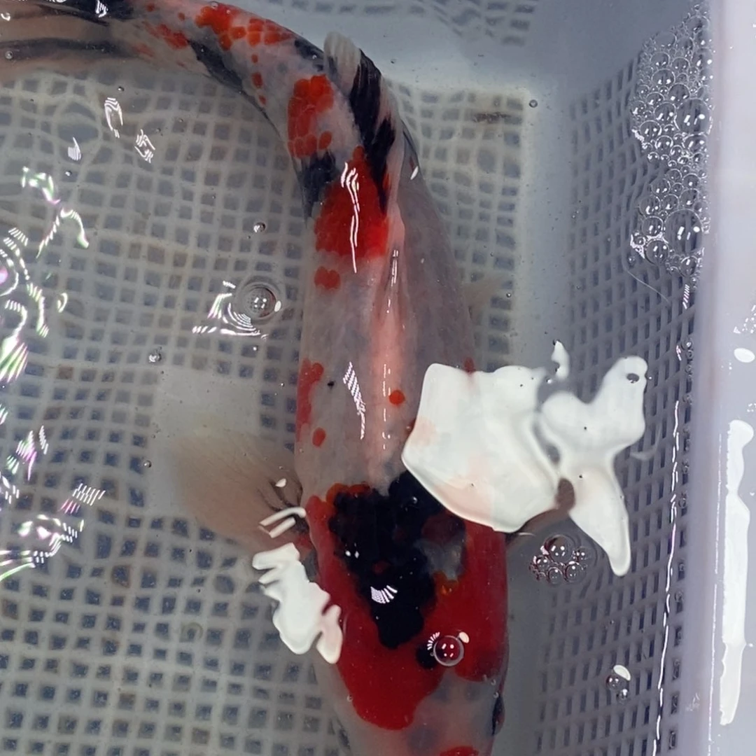 锦鲤锦鲤 开衩掉麟充血属于正常情况 介意别怕