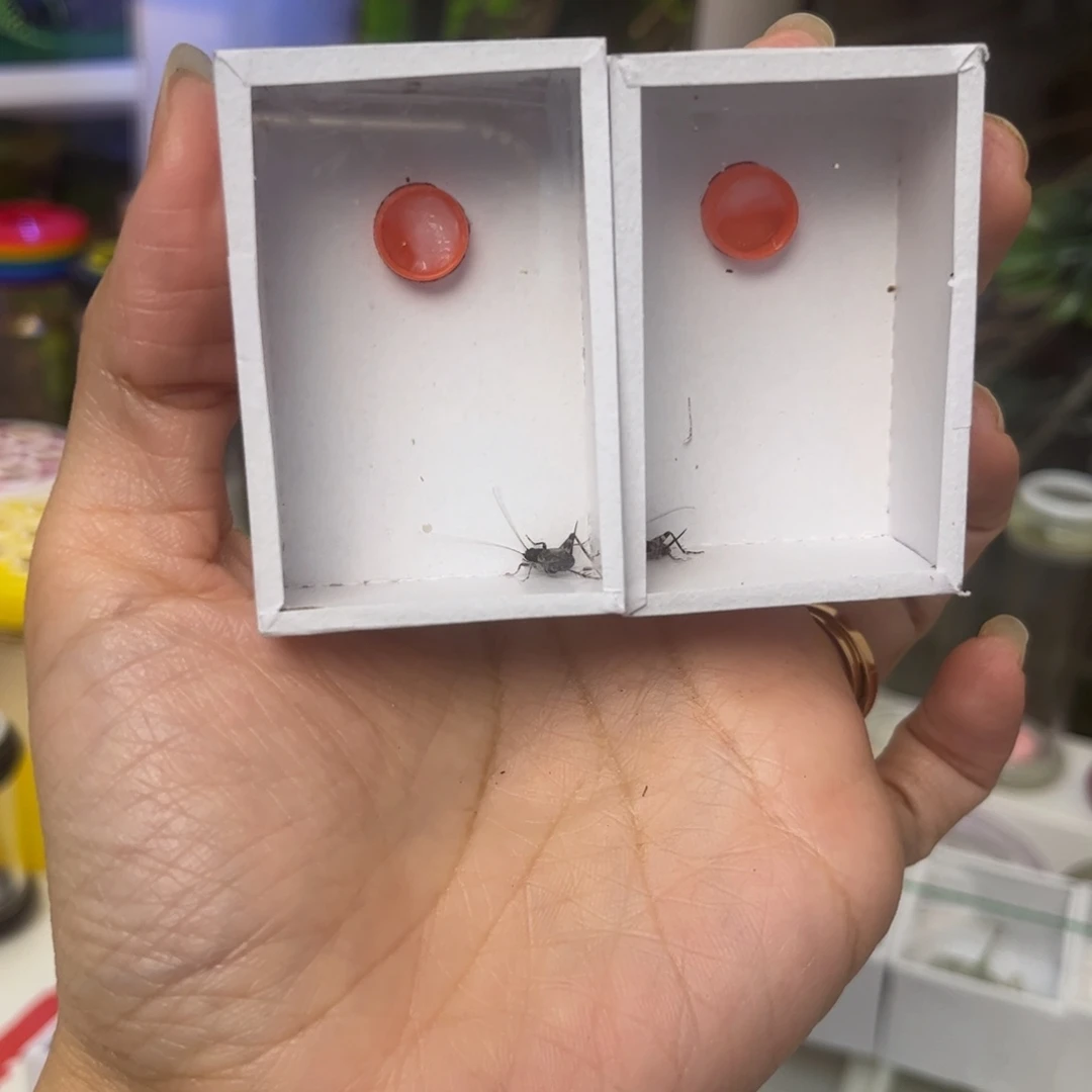 c***n水蛉短须2只拍拍拍拍