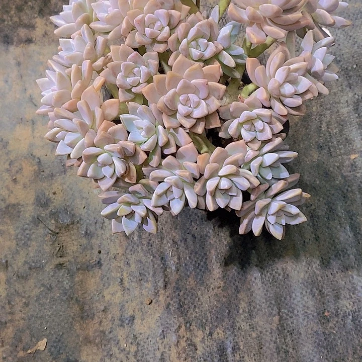 惠***云淡雪多肉植物老桩