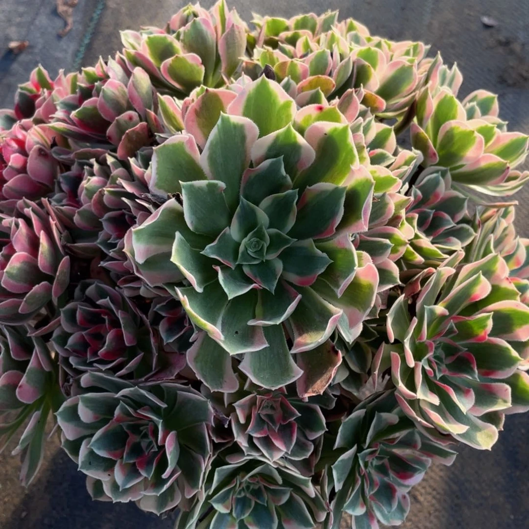 800初恋玫瑰精品法师老桩