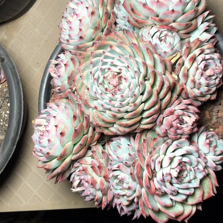 静***?15///—///////////