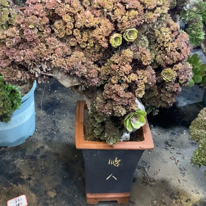 七***饰万圣节朵朵缀化发货