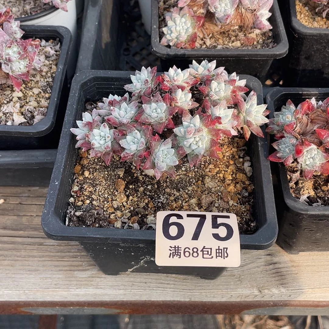 晨溪园艺仙女杯呀