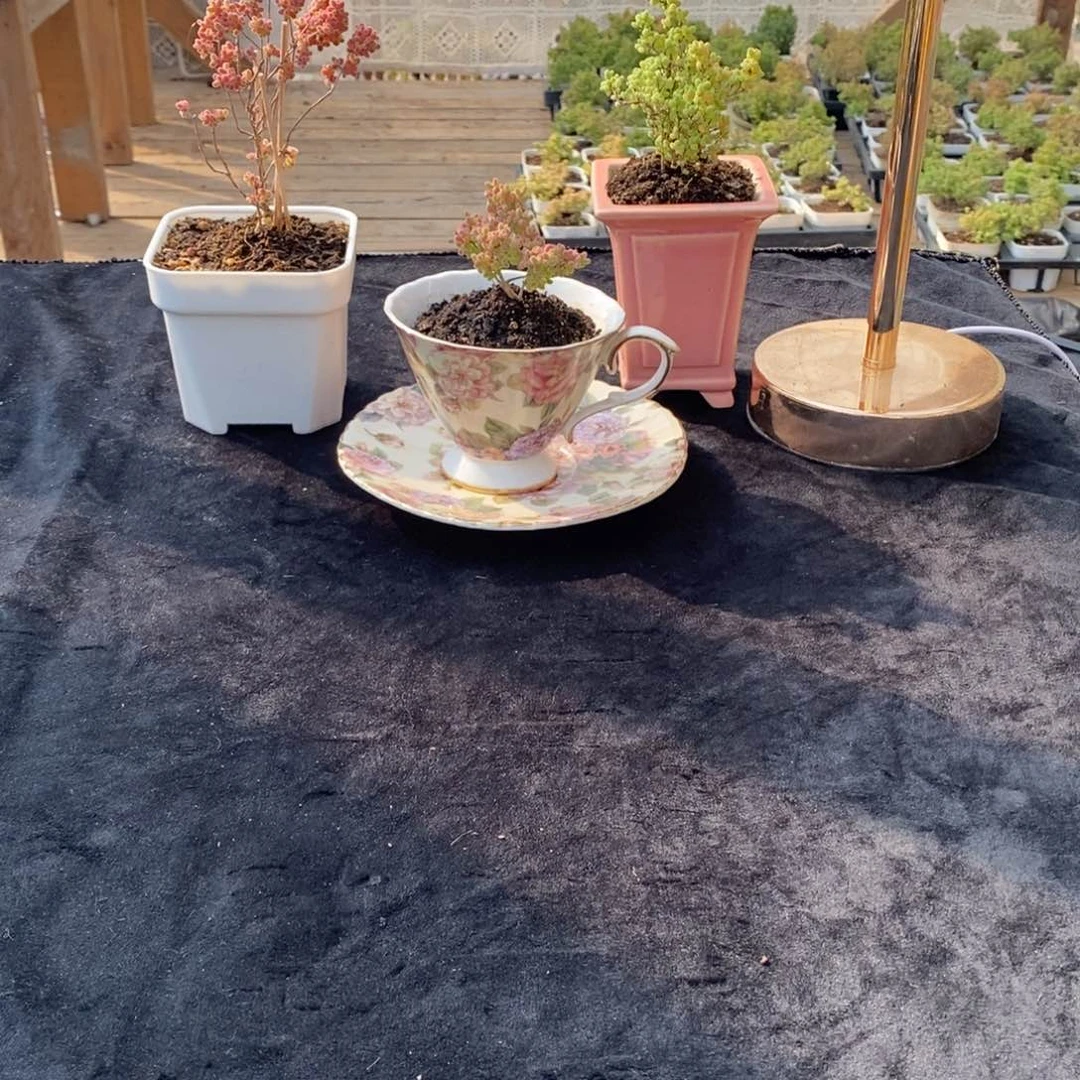 一***?枝干番杏寄养发货