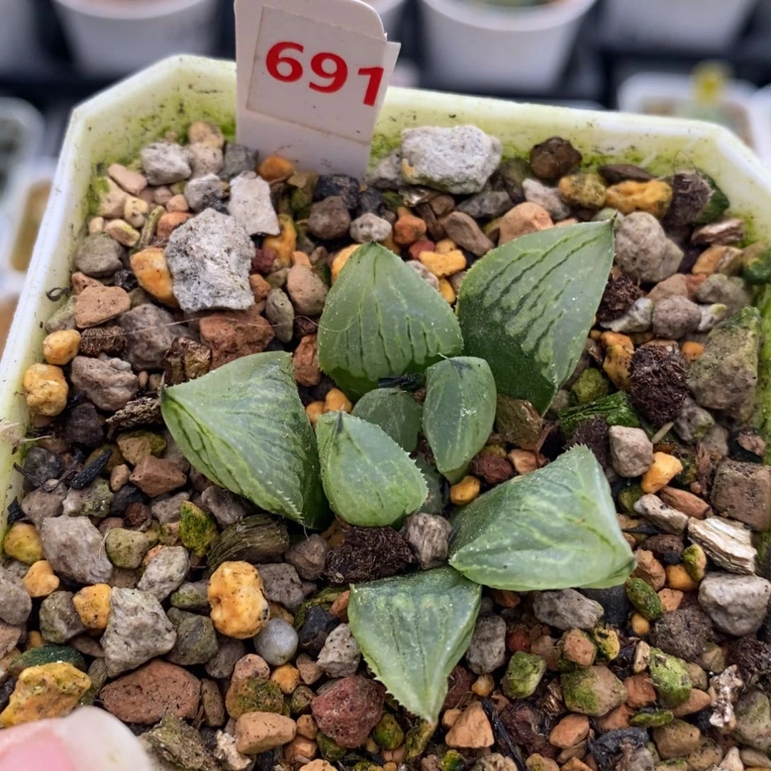 691冰淇淋十二卷多肉植物