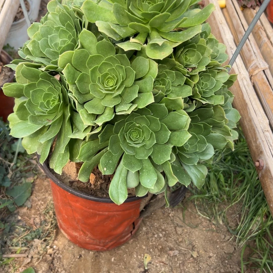 312多肉  绿羊绒      