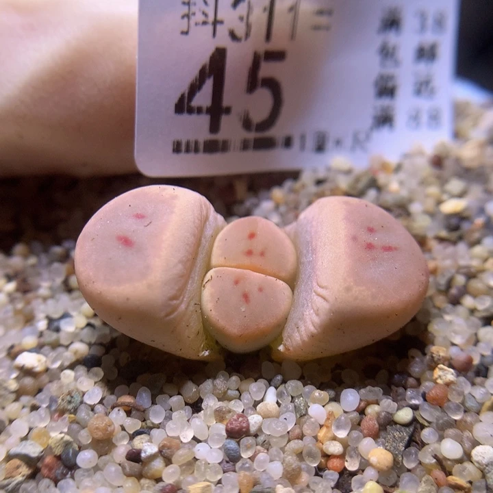 精品生石花311.45