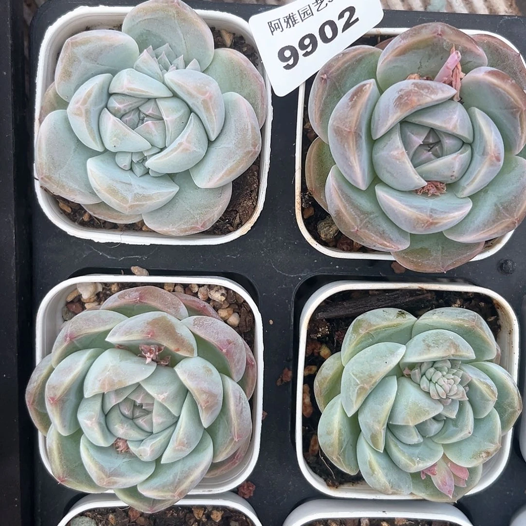 阿雅园艺。    9902