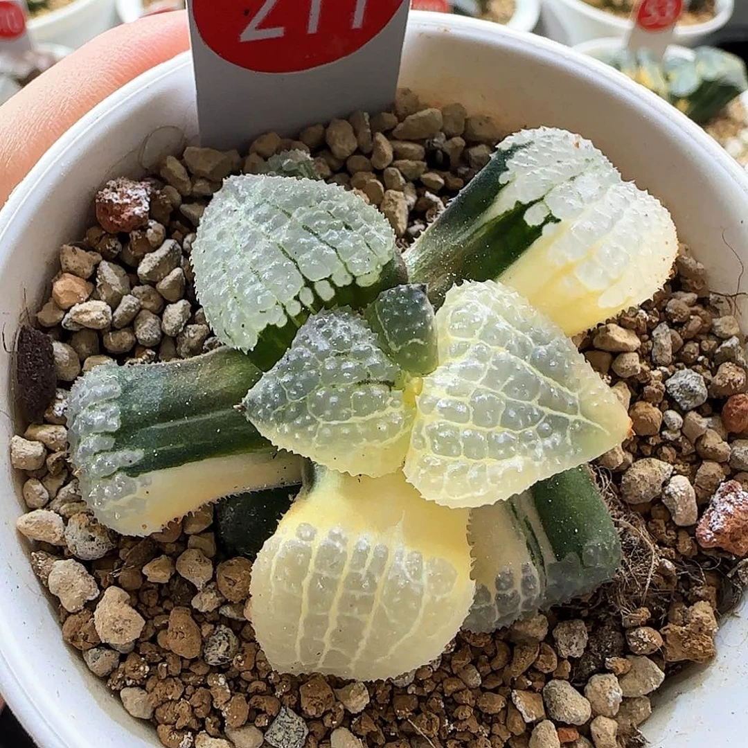 211号天空之境锦一物一拍带盆土