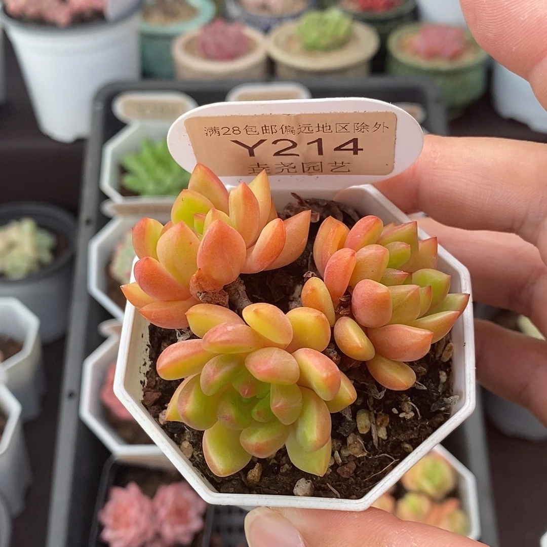 0214 红酒群 6cm