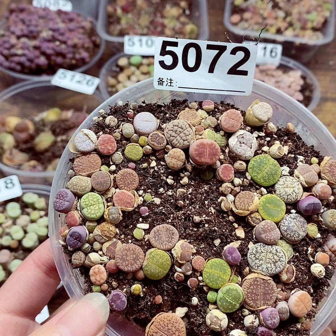 5042啊啊啊啊啊啊