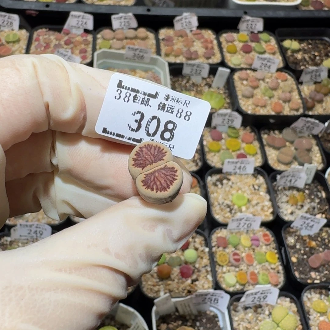 用***9Ssss生石花肉锥308