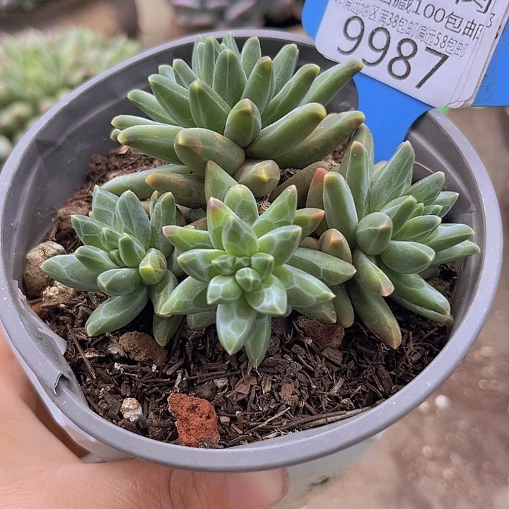 9987梵高美人。