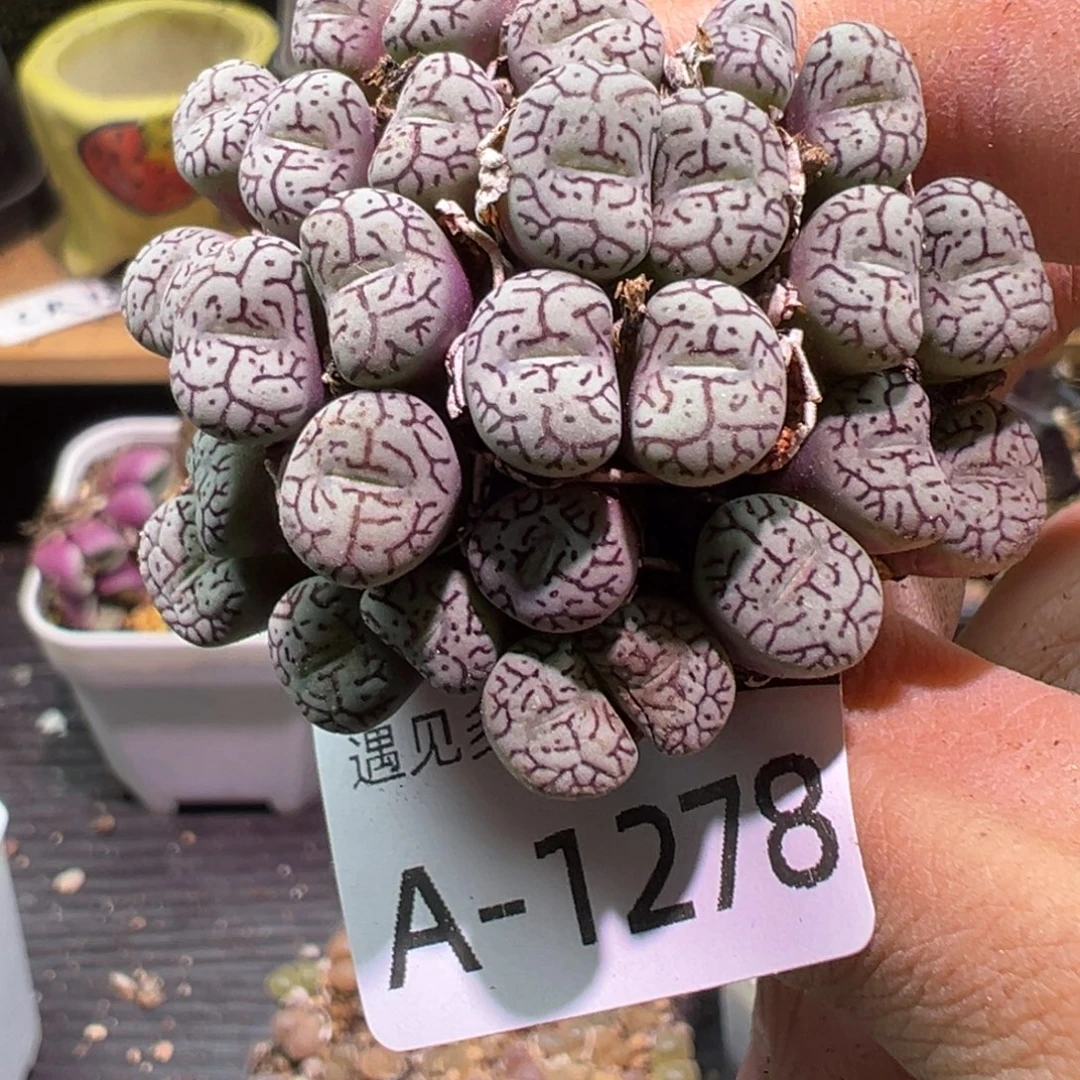 多肉植物1111111111111