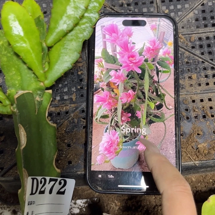 当前无花栽培后可以开花272