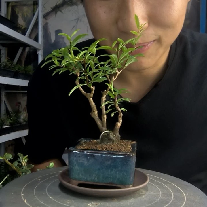 芒*中青园艺一物一拍56