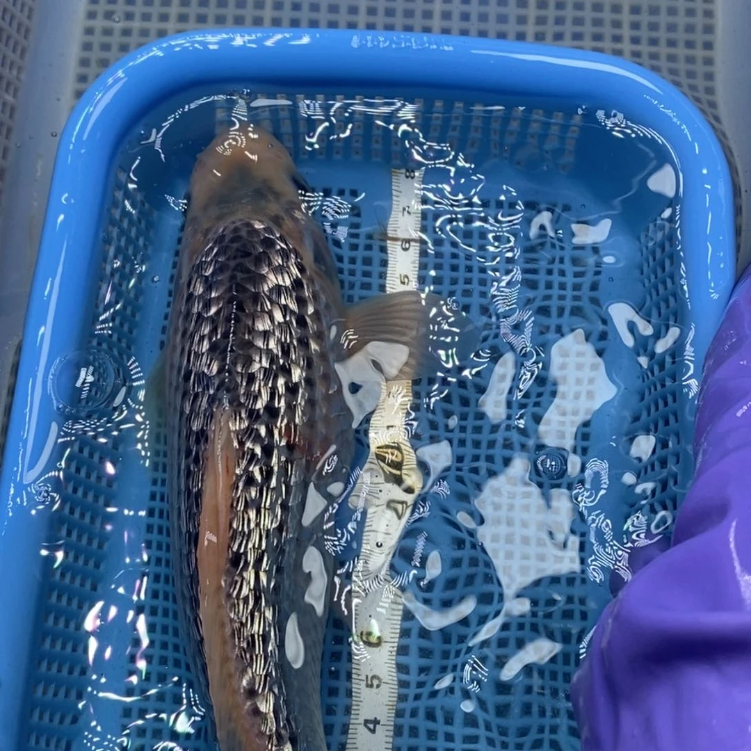 锦鲤冷水锦鲤包邮