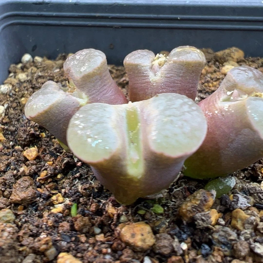 158多肉4头优选雪花磁铁一棵特