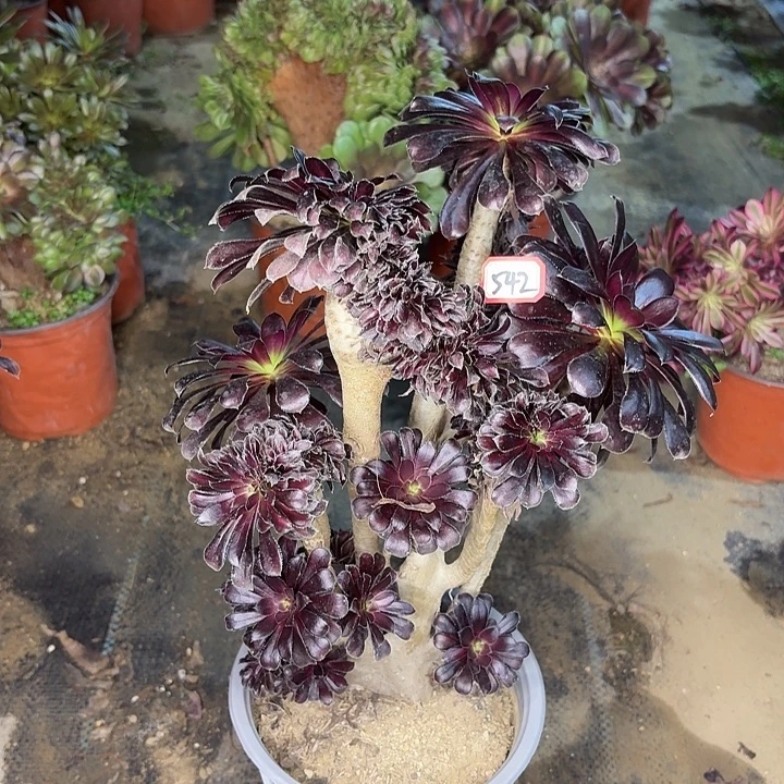 墨法师造型缀542多肉植物