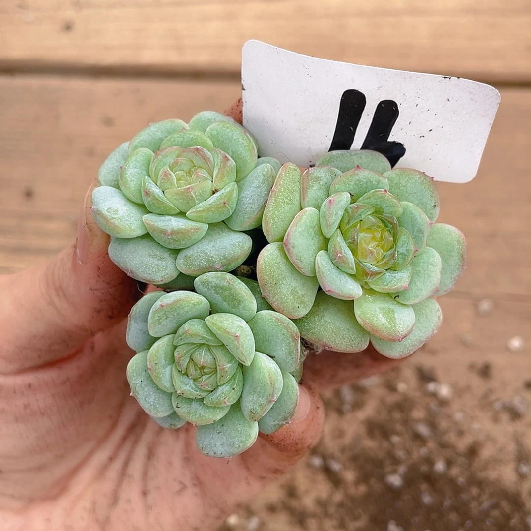 多肉植物多肉植物16