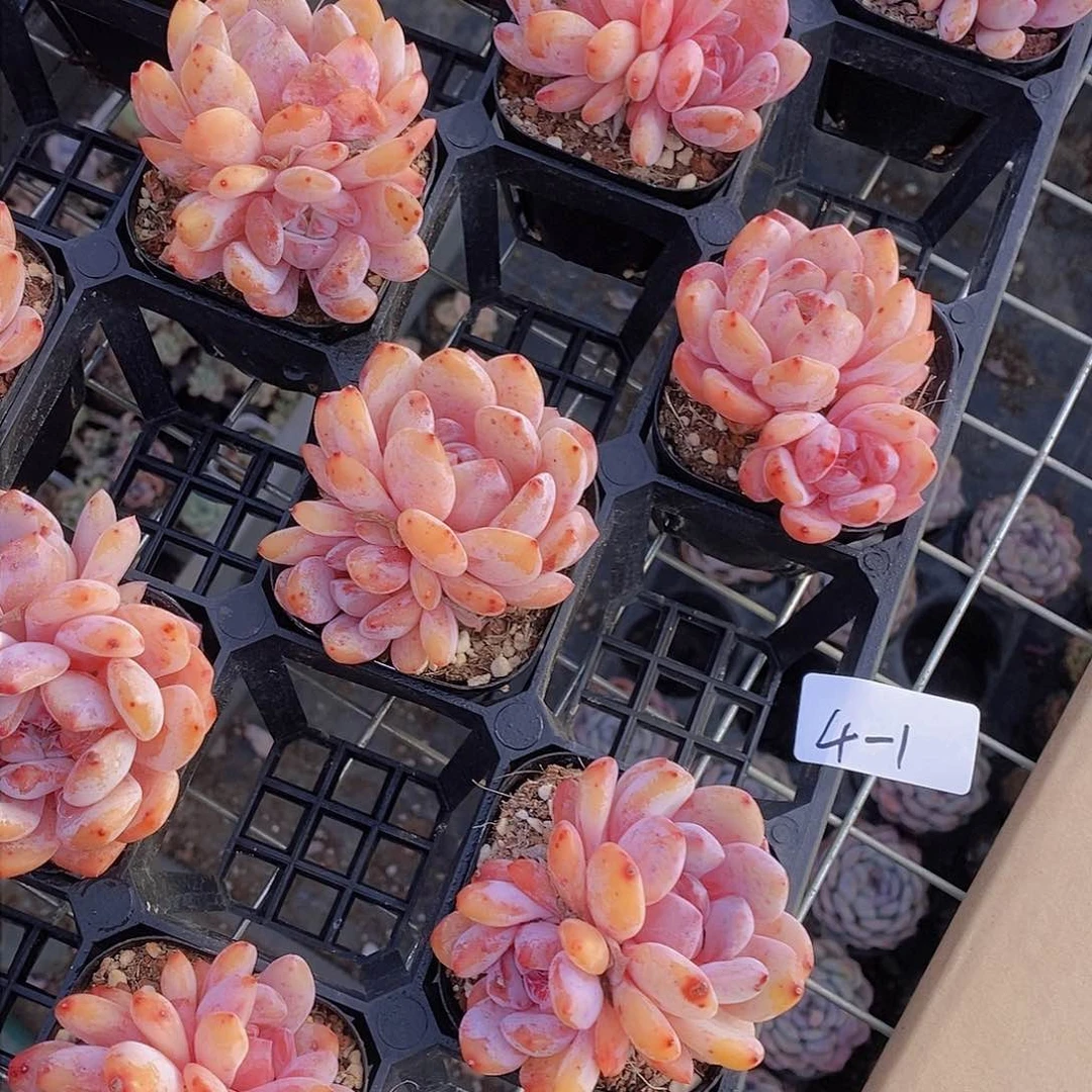 4-1-雪天使梦露单头带崽一颗 量拍