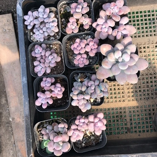 随机的小伙伴在微博