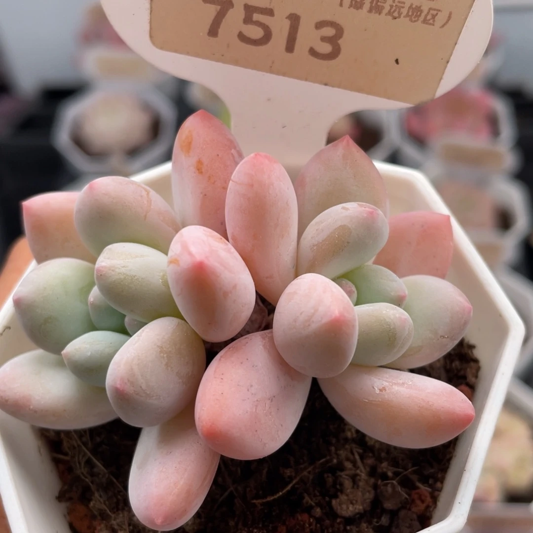 香水7513-6.0厘米