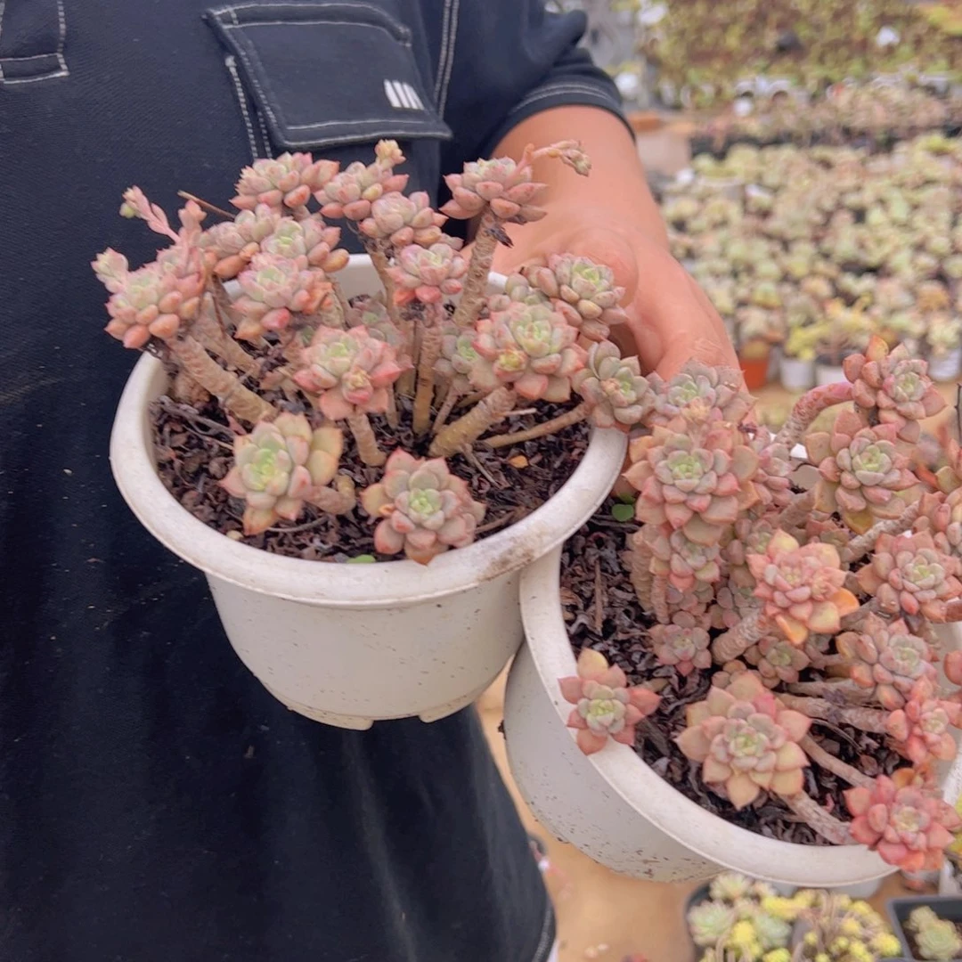 粉布偶整装整群两盆