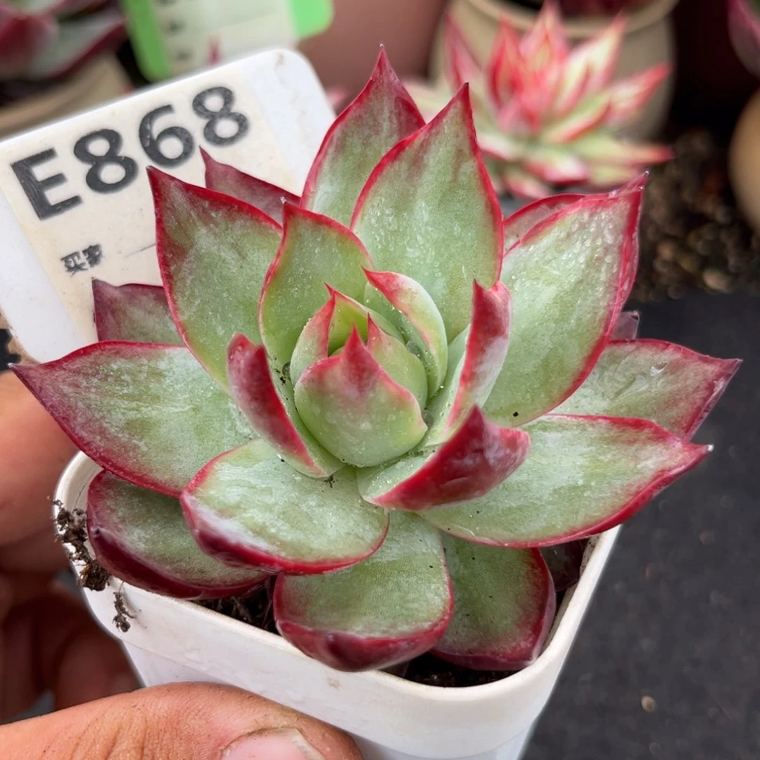 惊鸿一瞥多肉植物868