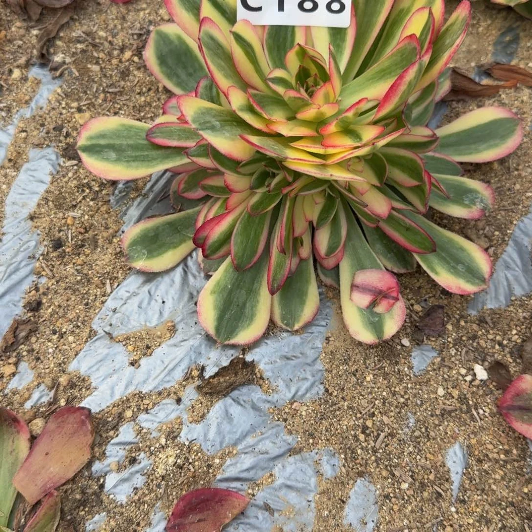 188海神。多肉植物