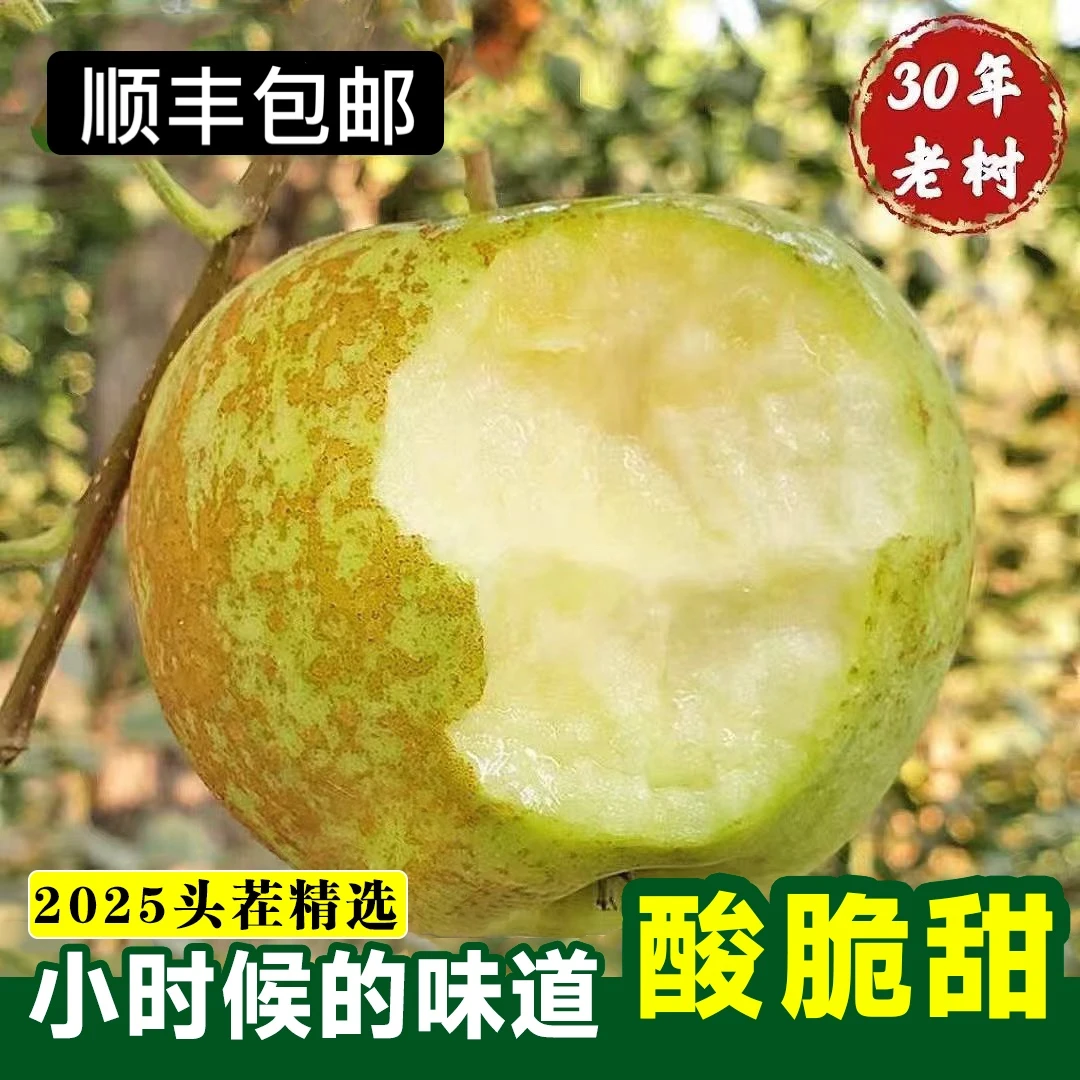 【今天拍/明天到】正宗金帅苹果酸脆孕妇水果包邮2斤/4.5斤/8斤江苏省