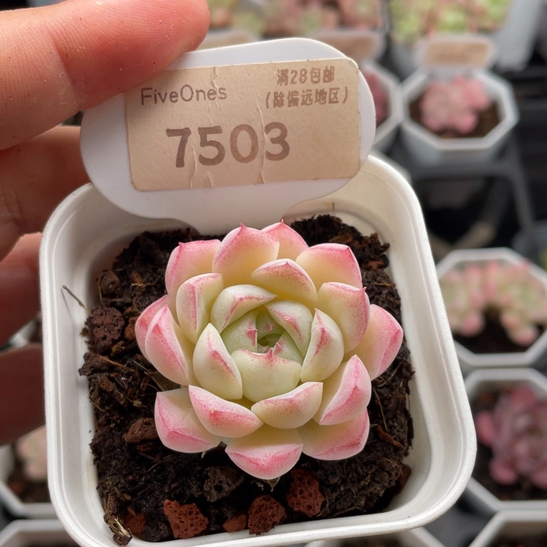 女王7503-4.0厘米