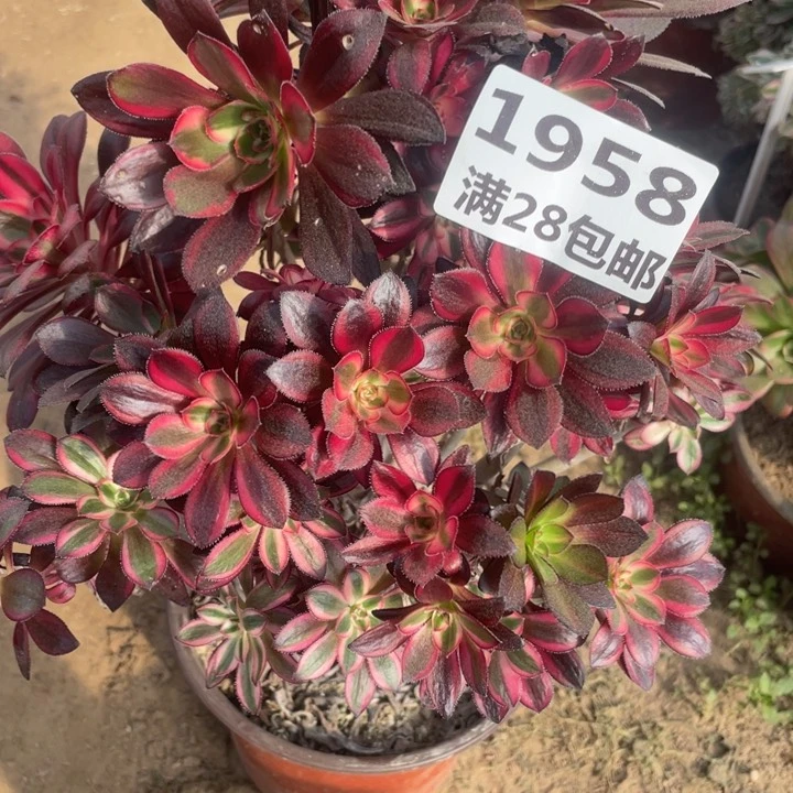 1958香奈尔母本一号棚B