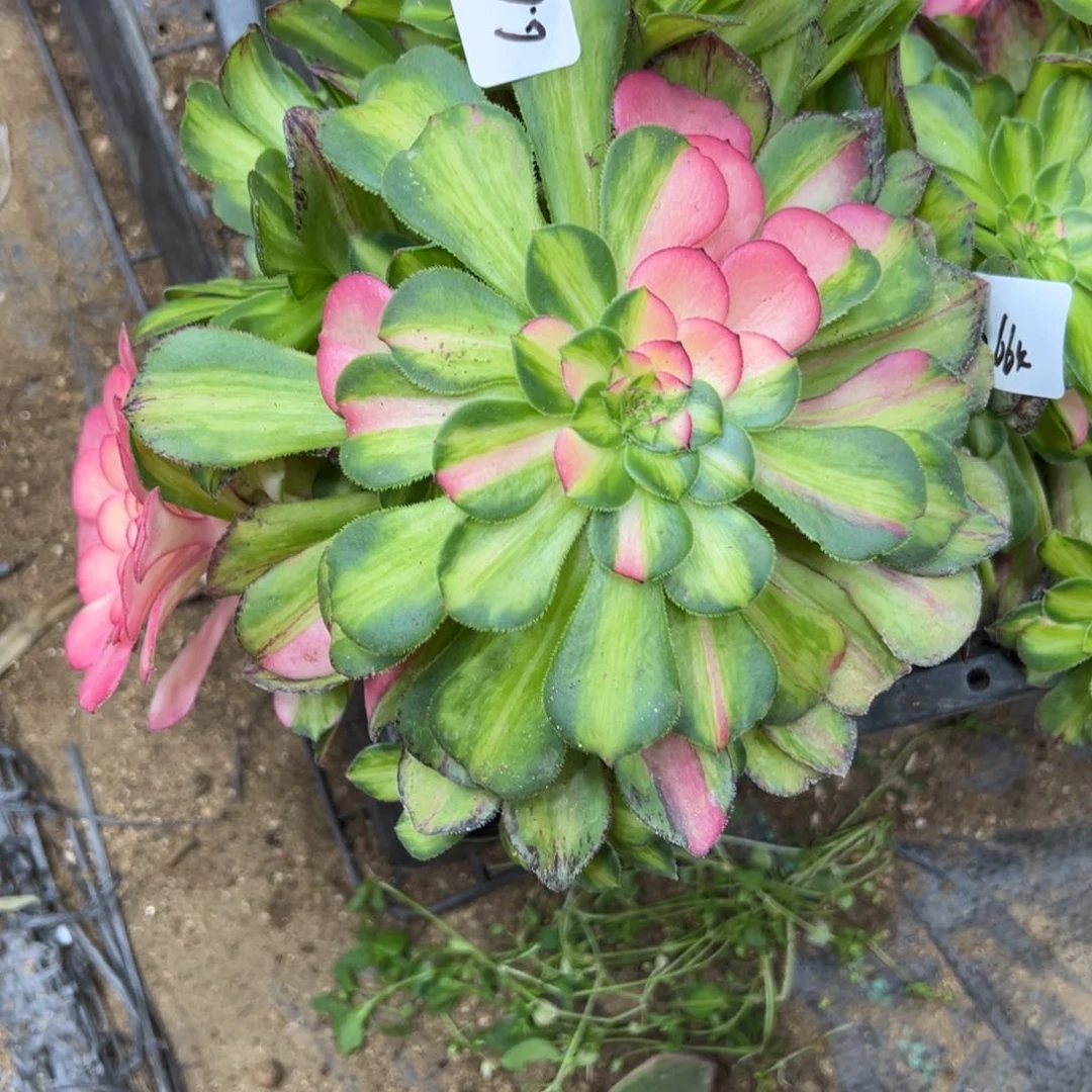 665知否弯多肉植物