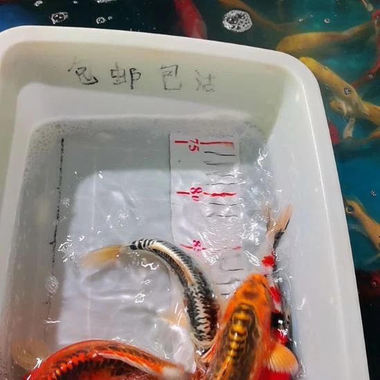 海水鱼锦鲤观赏鱼活体冷水鱼